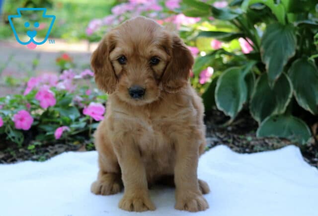Fluffy golden Goldendoodle puppy sitting sweetly on a white blanket, framed by vibrant pink flowers and lush green garden foliage. image