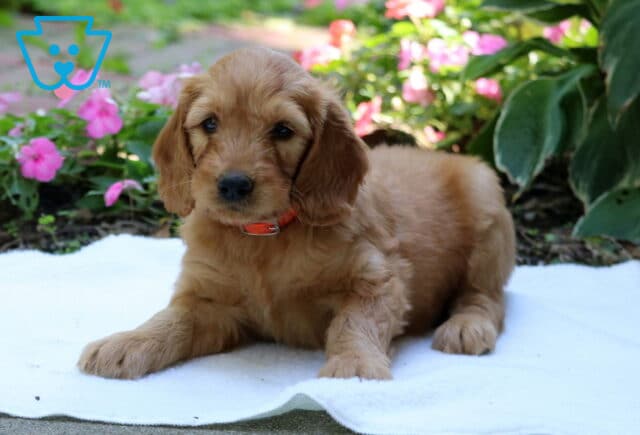 Finley Goldendoodle2 image