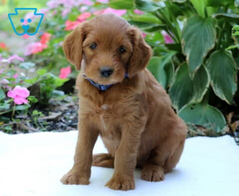 Golden Goldendoodle puppy wearing a blue collar, sitting on a white blanket surrounded by pink flowers and lush green garden plants.
