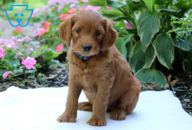 Golden Goldendoodle puppy wearing a blue collar, sitting on a white blanket surrounded by pink flowers and lush green garden plants. image