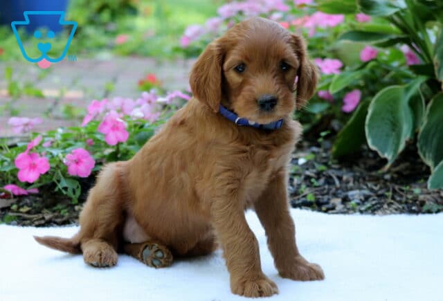 Golden Goldendoodle puppy with a soft wavy coat and blue collar sitting on a white blanket beside bright pink garden flowers. image