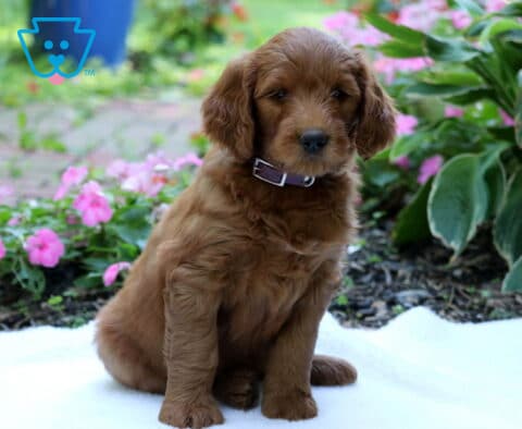 Golden Goldendoodle puppy wearing a brown collar, sitting upright on a white blanket in a colorful garden with pink flowers and leafy plants.