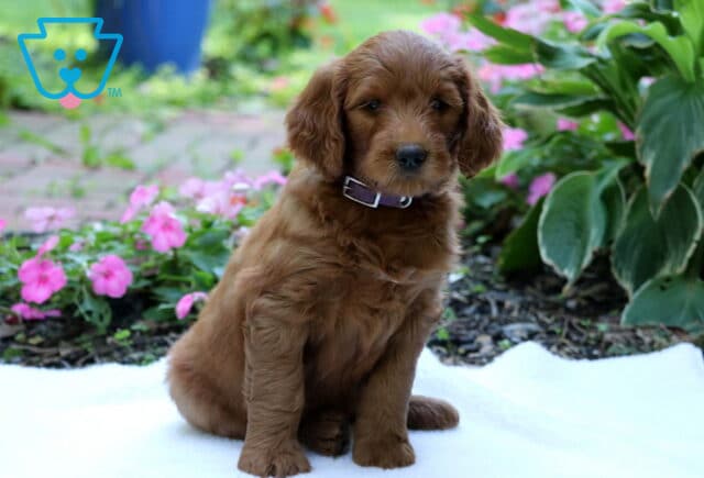 Golden Goldendoodle puppy wearing a brown collar, sitting upright on a white blanket in a colorful garden with pink flowers and leafy plants. image