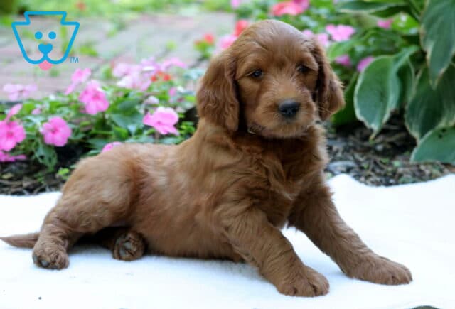Golden Goldendoodle puppy relaxing with front paws stretched forward on a white blanket, surrounded by pink flowers and lush green garden foliage. image