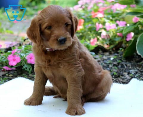 Golden Goldendoodle puppy sitting on a white blanket in a garden surrounded by bright pink flowers and leafy green plants.