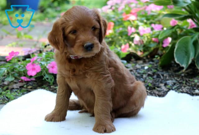 Golden Goldendoodle puppy sitting on a white blanket in a garden surrounded by bright pink flowers and leafy green plants. image