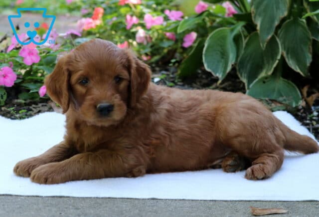 Golden Goldendoodle puppy lying with front paws stretched forward on a white blanket beside colorful pink garden flowers. image