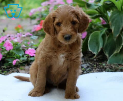 Golden Goldendoodle puppy with a small white chest marking sitting on a white blanket among vibrant pink flowers and leafy garden plants.