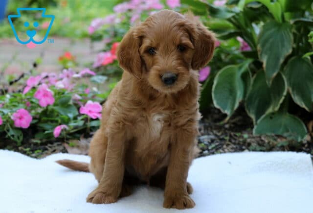 Golden Goldendoodle puppy with a small white chest marking sitting on a white blanket among vibrant pink flowers and leafy garden plants. image
