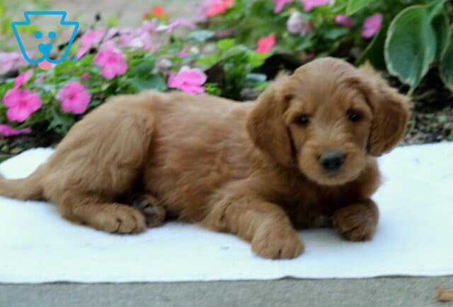 Golden Goldendoodle puppy lying comfortably on a white blanket with floppy ears and a soft golden coat, surrounded by bright pink garden flowers. image