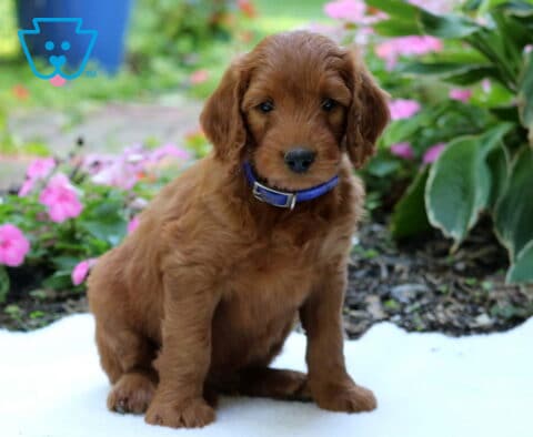 Golden Goldendoodle puppy wearing a blue collar and sitting attentively on a white blanket with pink flowers and green garden plants behind.