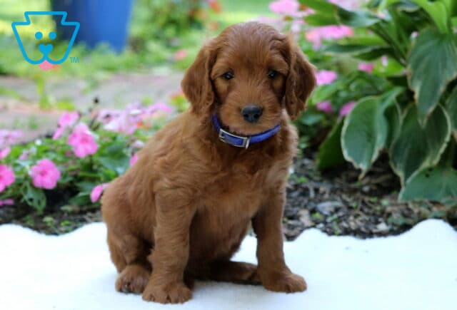 Golden Goldendoodle puppy wearing a blue collar and sitting attentively on a white blanket with pink flowers and green garden plants behind. image