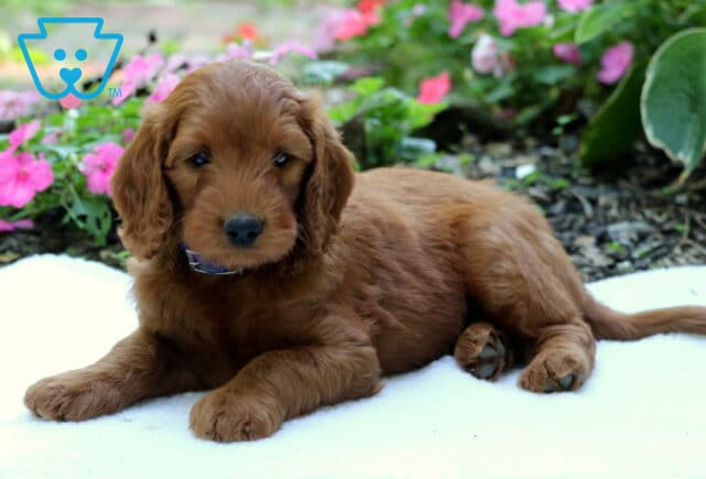 Golden Goldendoodle puppy wearing a blue collar and lying on a white blanket with its paws forward, surrounded by bright pink garden flowers. image