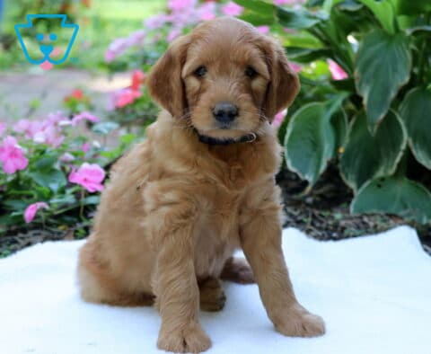 Golden Goldendoodle puppy wearing a dark collar, sitting upright on a white blanket with colorful pink flowers and leafy green plants in the garden behind.