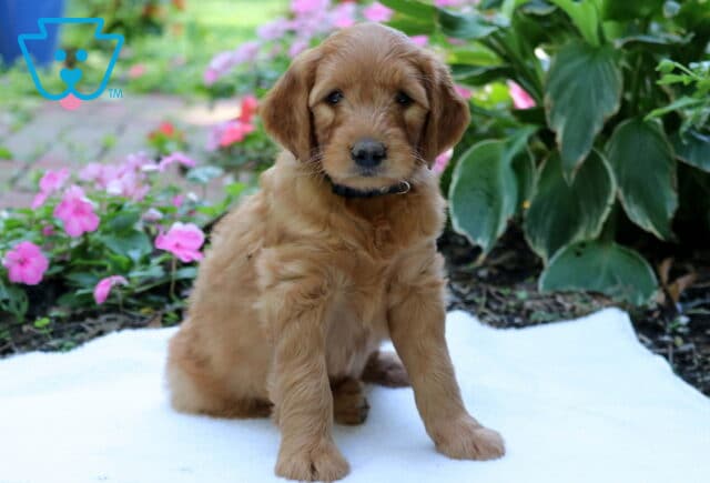 Golden Goldendoodle puppy wearing a dark collar, sitting upright on a white blanket with colorful pink flowers and leafy green plants in the garden behind. image