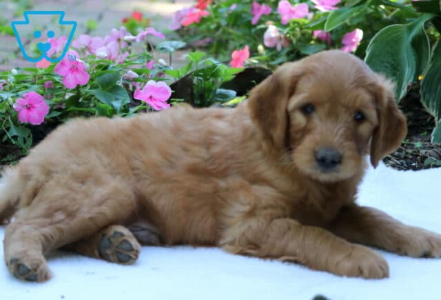Golden Goldendoodle puppy stretched out comfortably on a white blanket, looking toward the camera with bright pink flowers blooming in the garden behind. image