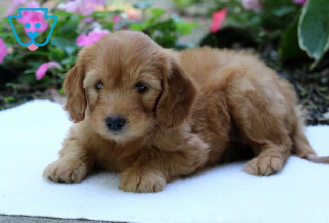 Golden Goldendoodle puppy resting low on a white blanket with front paws forward, gazing toward the camera with pink garden flowers softly blurred behind. image