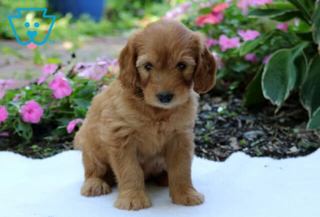 Golden Goldendoodle puppy sitting on a white blanket with soft floppy ears, surrounded by bright pink flowers and lush green garden plants. image