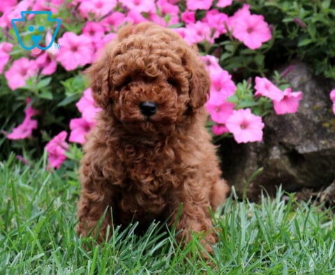 Gibble Cavapoo