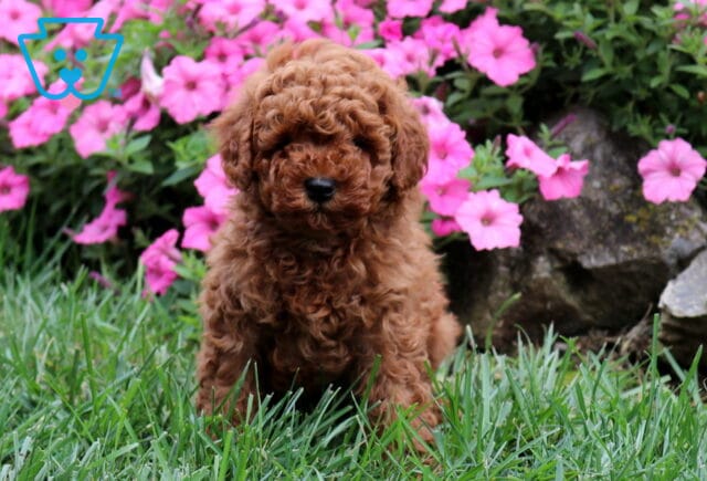 Gibble Cavapoo image