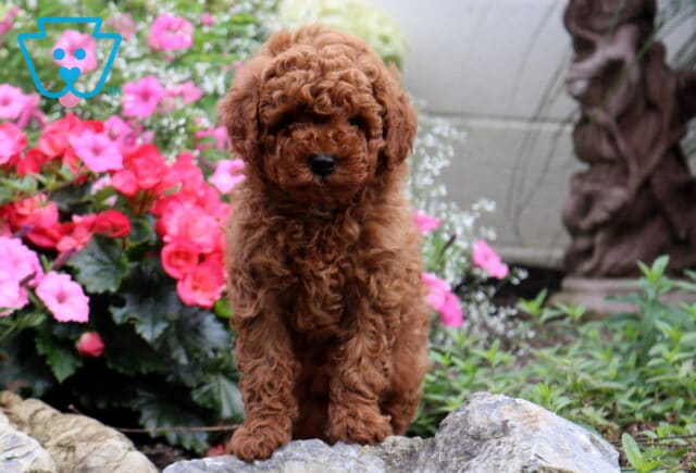 Gibble Cavapoo2 image