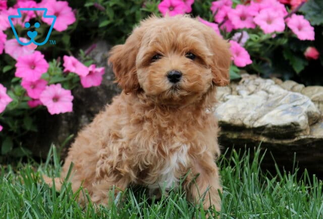Gigi Cavapoo image