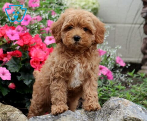 Gigi Cavapoo2