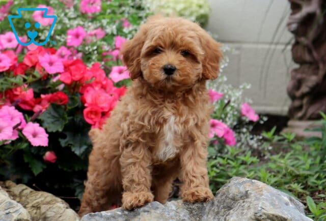 Gigi Cavapoo2 image