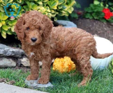 Gigi Mini Goldendoodle