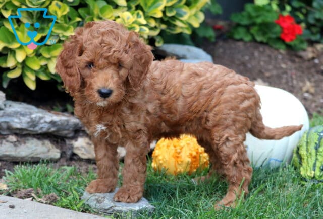 Red Mini Goldendoodle puppy with a thick curly coat standing in the grass beside white, yellow, and green fall gourds. image