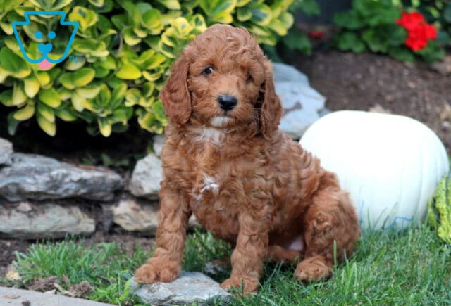 Red Mini Goldendoodle puppy with a curly coat and small white chest markings sitting in the grass beside decorative fall pumpkins. image
