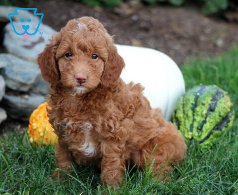 Ginger Mini Goldendoodle