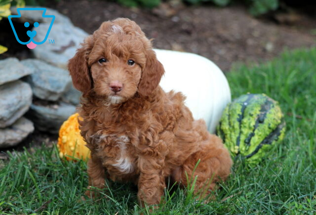Ginger Mini Goldendoodle image