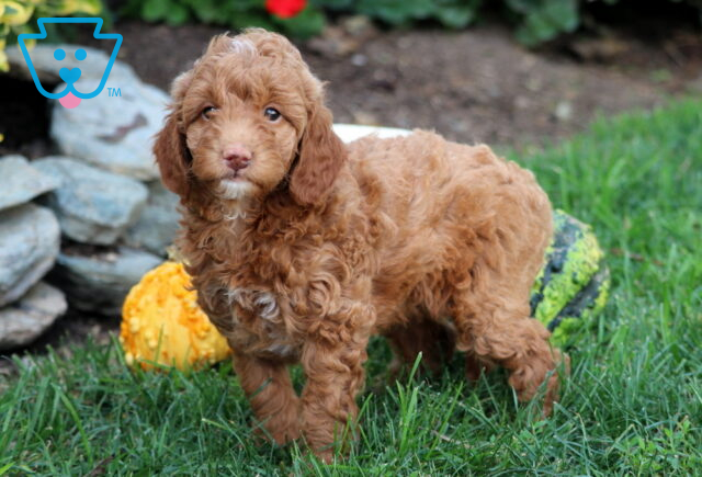Ginger Mini Goldendoodle2 image