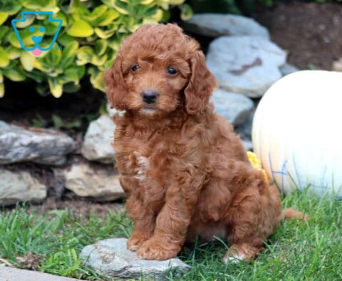 Girly Mini Goldendoodle