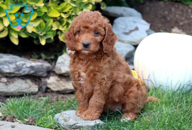 Girly Mini Goldendoodle image