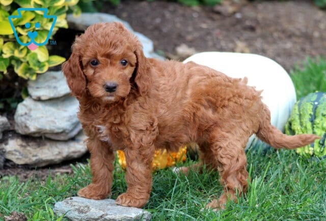 Girly Mini Goldendoodle2 image