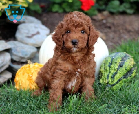 Gizmo Mini Goldendoodle