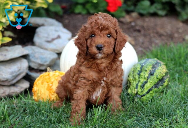Gizmo Mini Goldendoodle image
