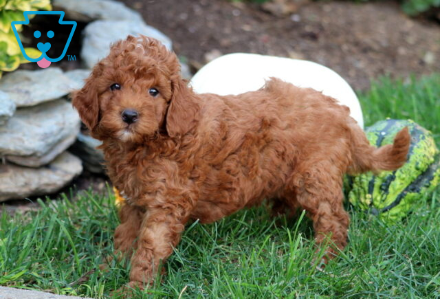 Gizmo Mini Goldendoodle2 image