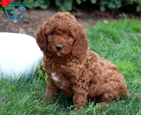 Glory Mini Goldendoodle
