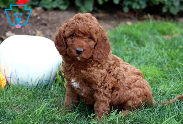 Glory Mini Goldendoodle image