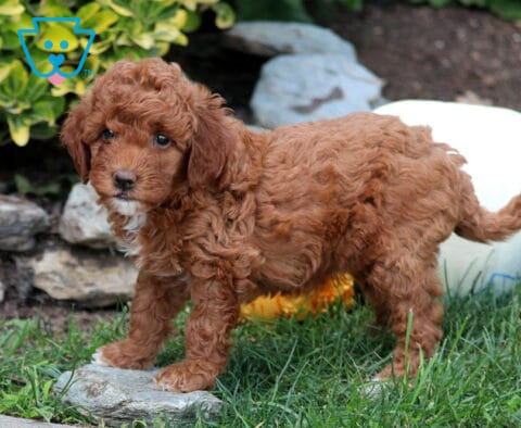Glow Mini Goldendoodle