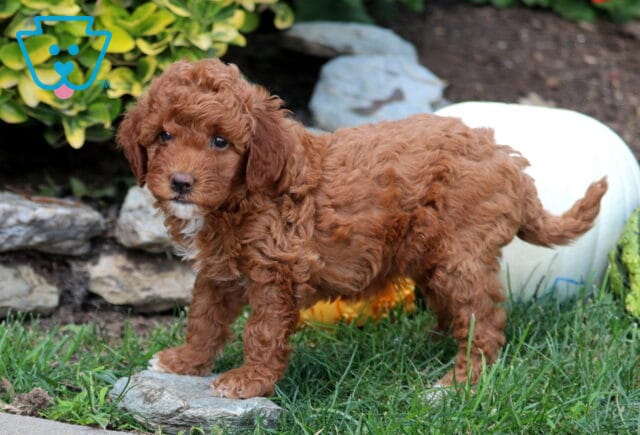 Glow Mini Goldendoodle image
