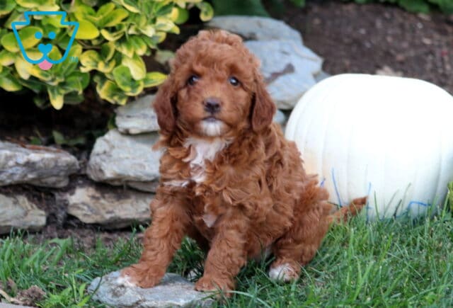 Glow Mini Goldendoodle2 image