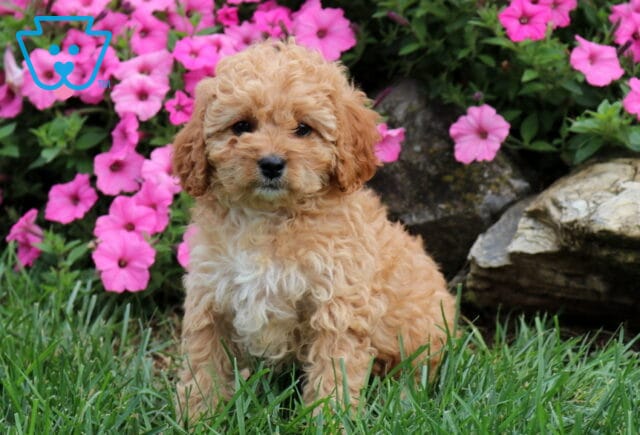 Goldie Cavapoo image