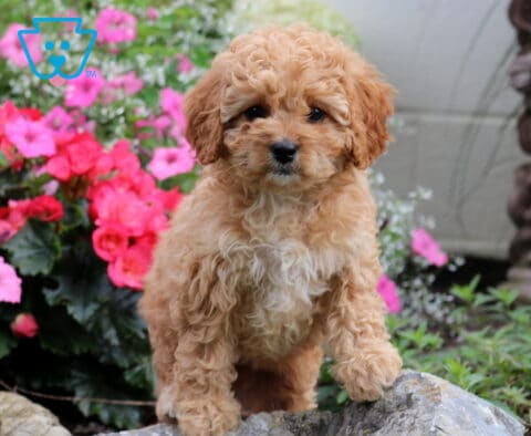 Goldie Cavapoo2