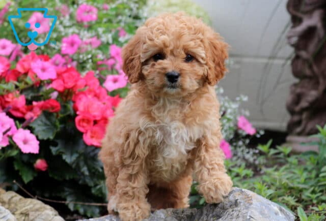 Goldie Cavapoo2 image