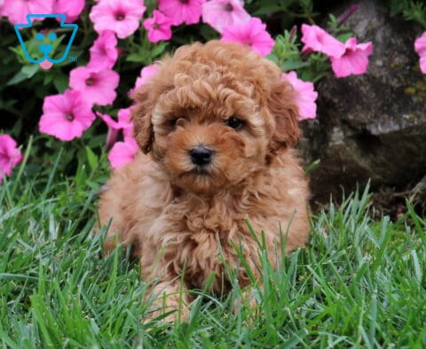 Gracie Cavapoo