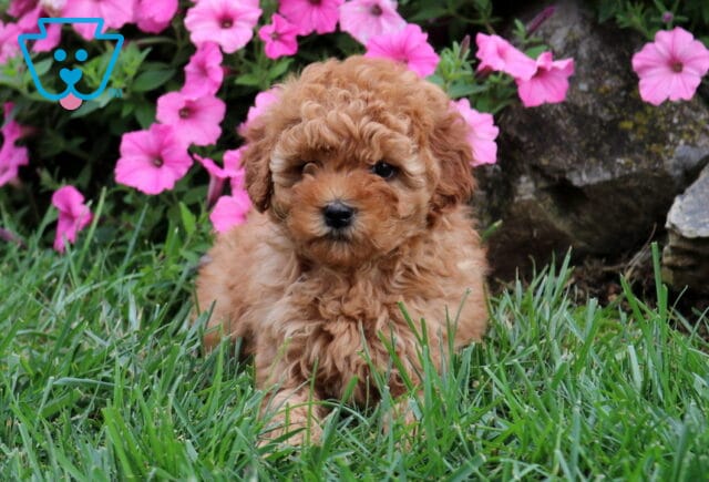 Gracie Cavapoo image